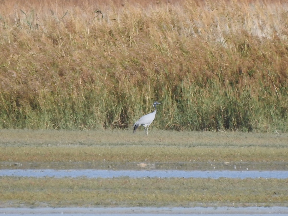 Demoiselle Crane - ML643287922