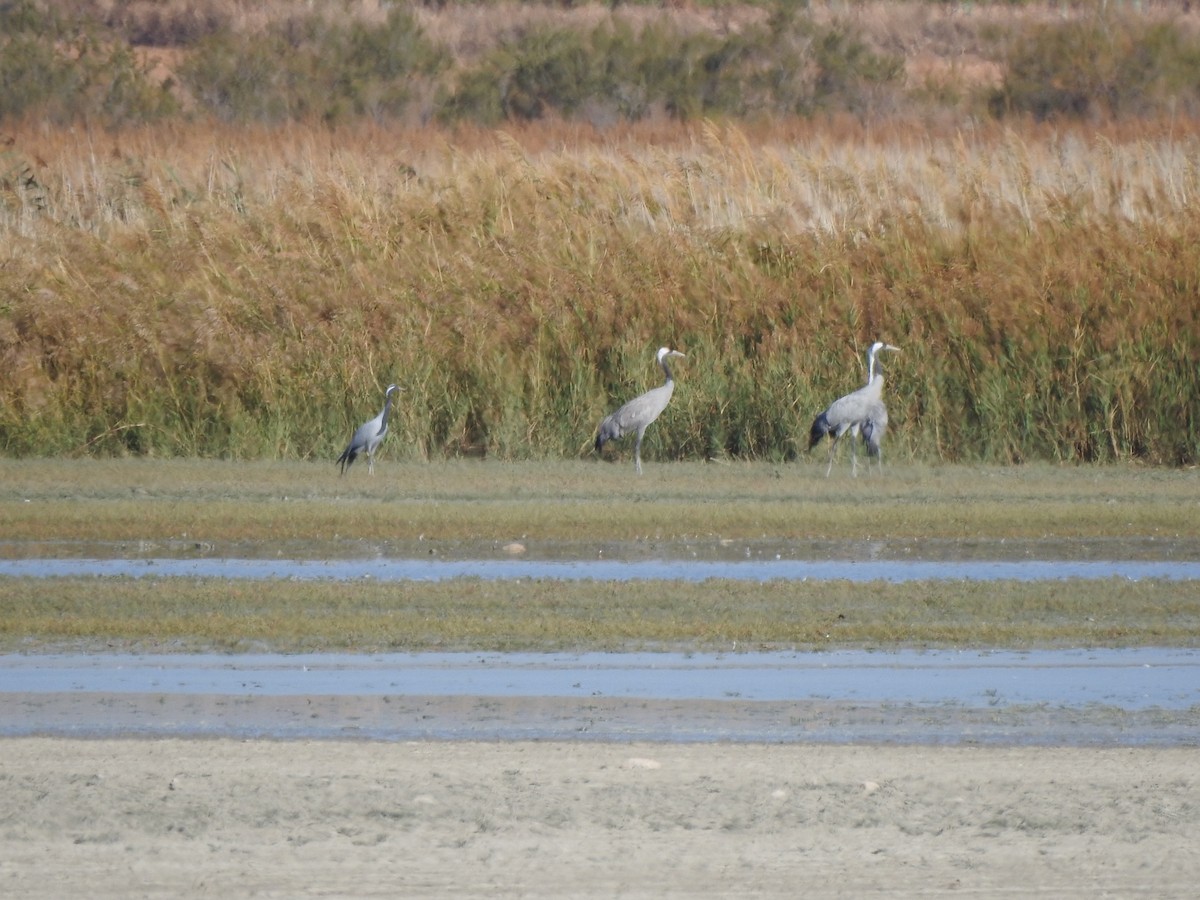Demoiselle Crane - ML643287929