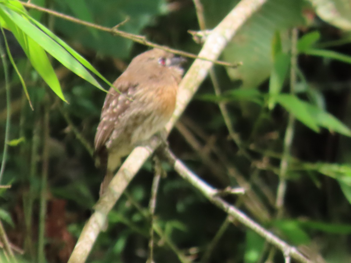 Moustached Puffbird - ML643287930
