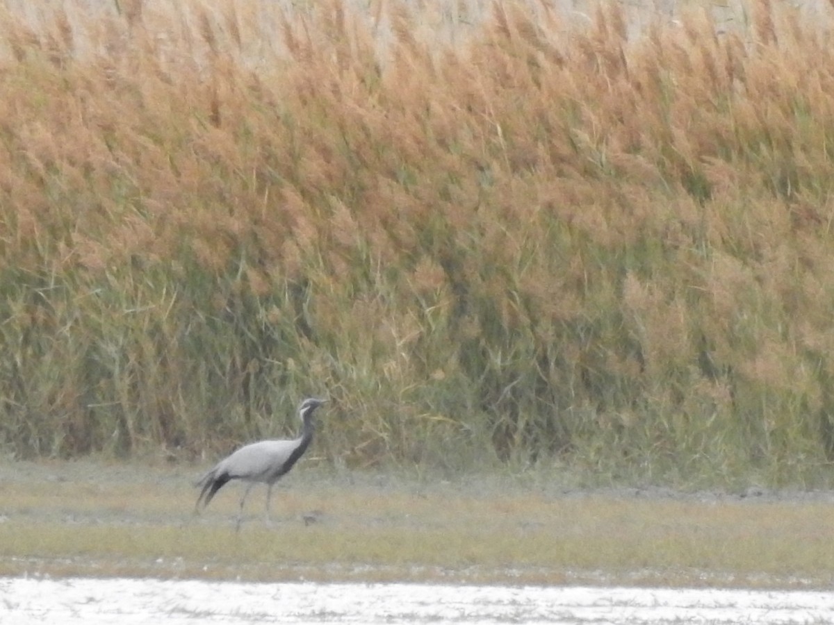 Demoiselle Crane - ML643287933