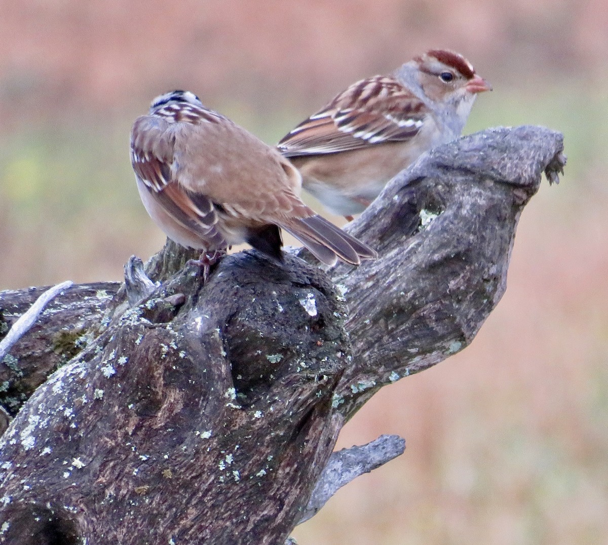 White-crowned Sparrow - ML643287964