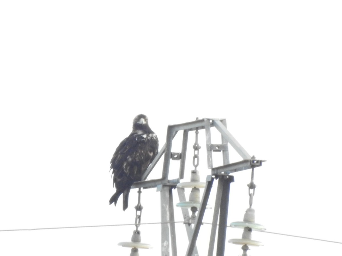 Spanish Eagle - ML643287973