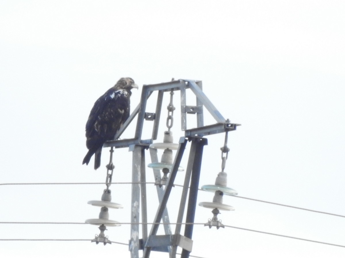 Spanish Eagle - ML643287980