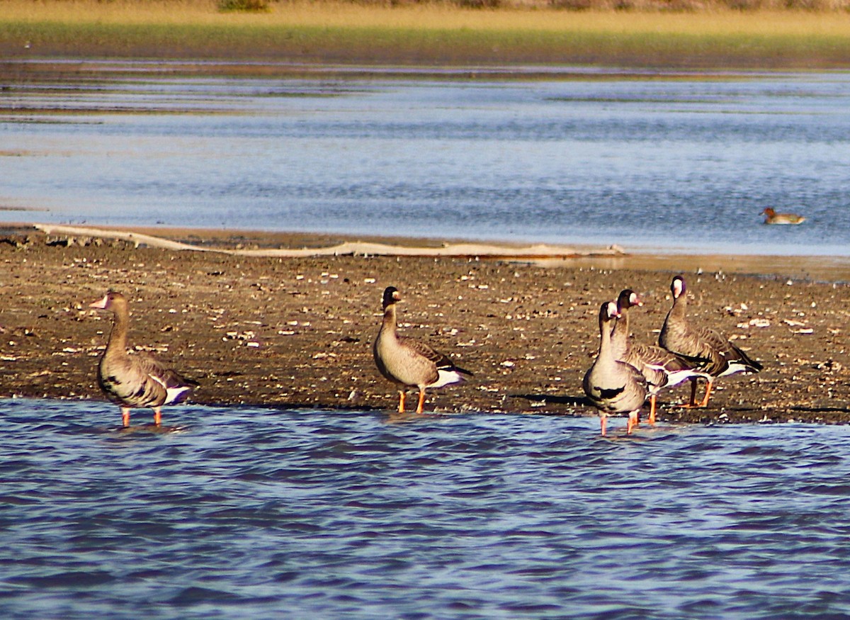 Greater White-fronted Goose - ML643287983