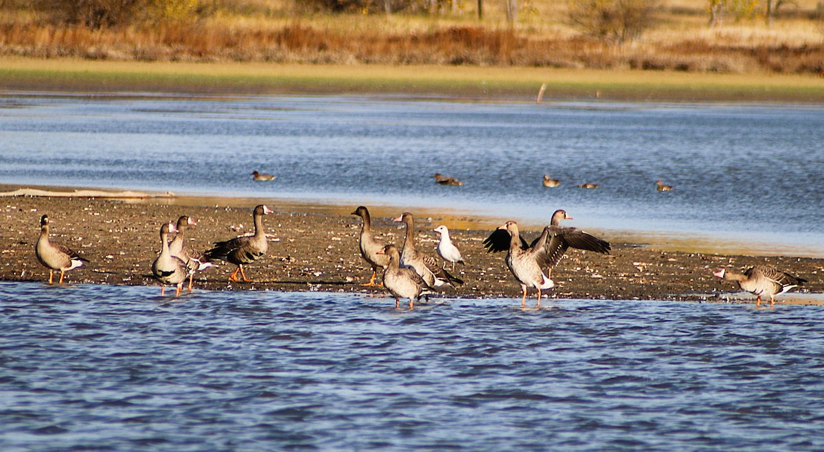 Greater White-fronted Goose - ML643287984