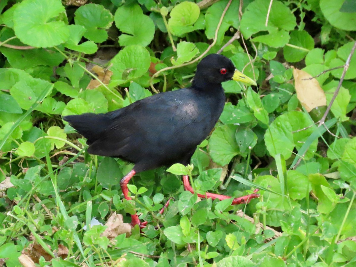 Black Crake - ML643287995