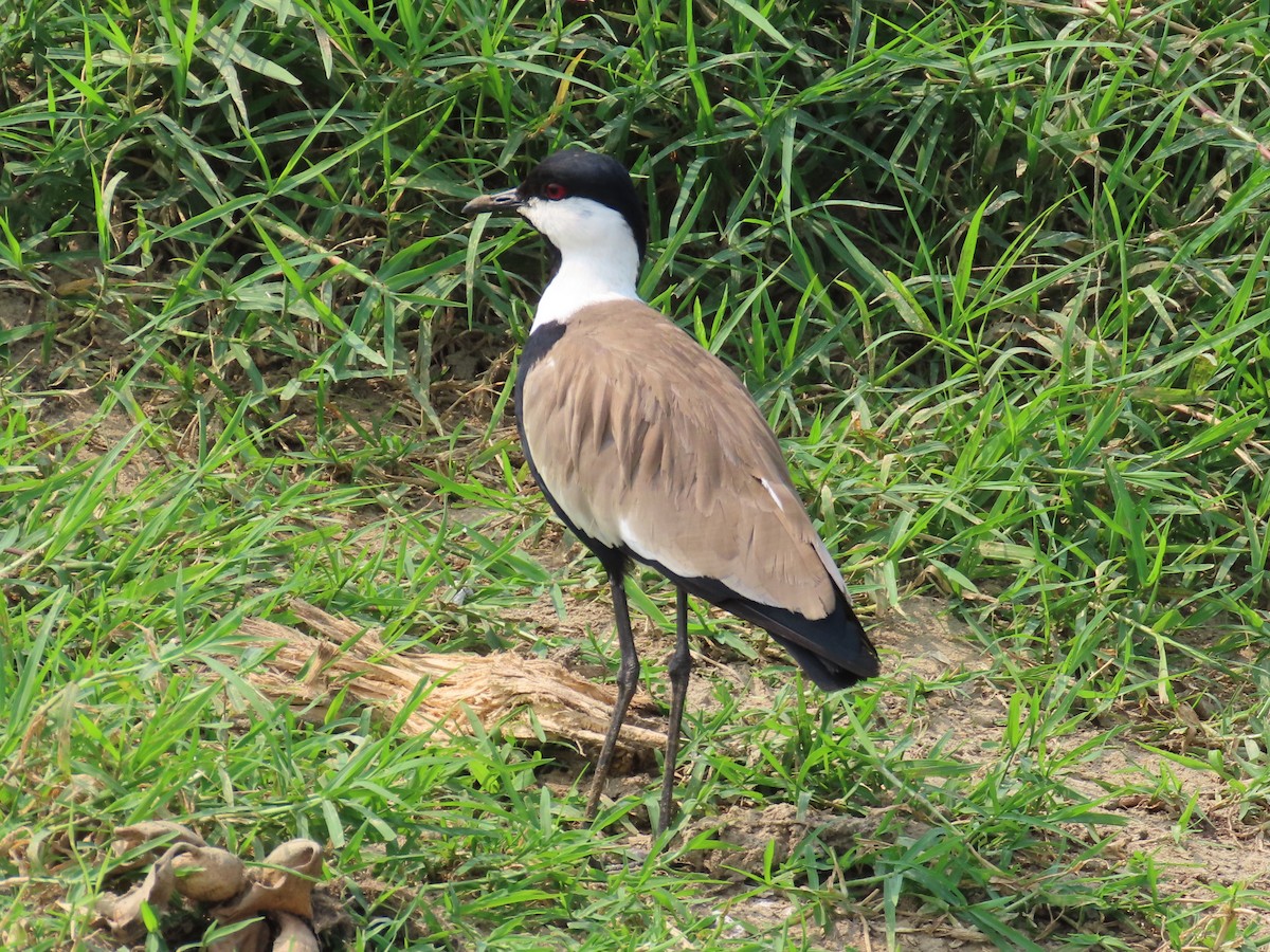 Spur-winged Lapwing - ML643288032