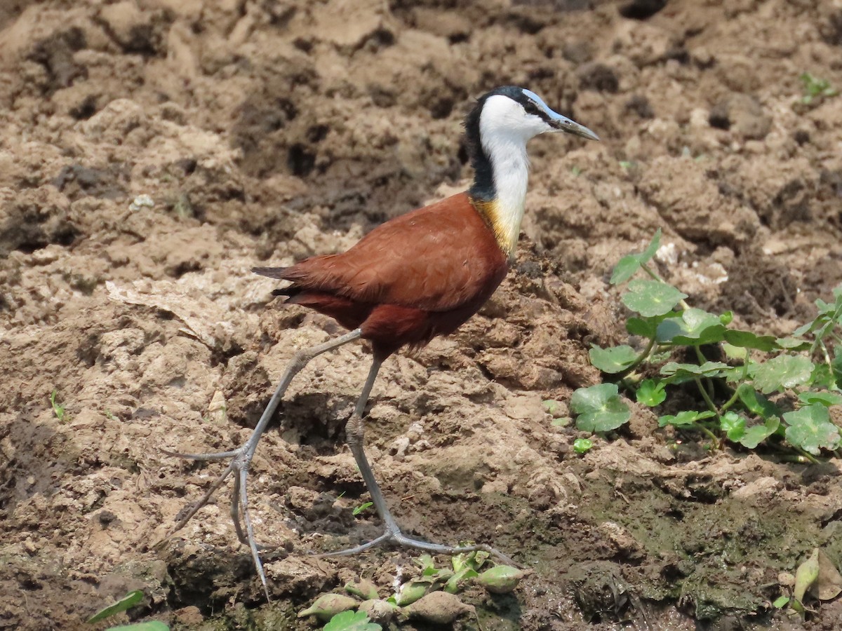 アフリカレンカク - ML643288047