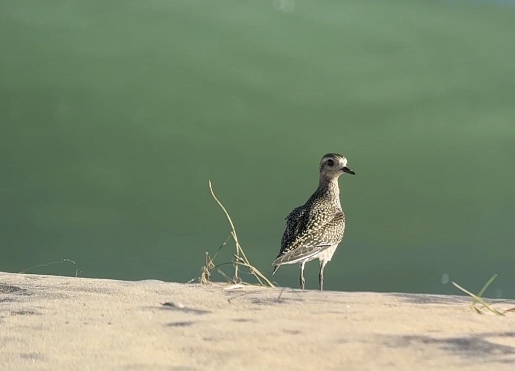 American Golden-Plover - ML643288084