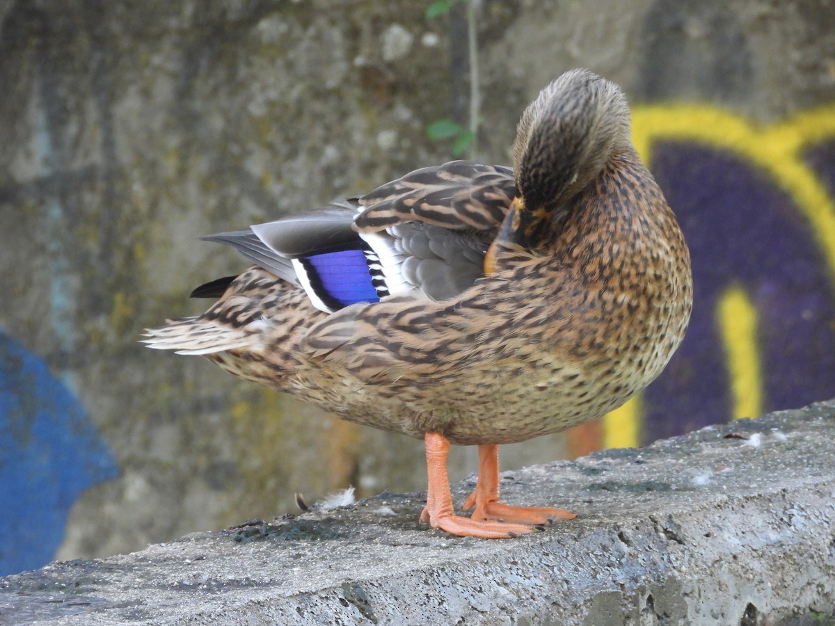 Mallard (Domestic type) - ML643288090