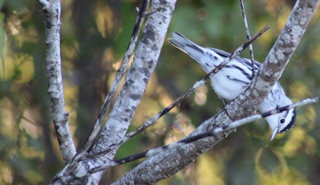 Paruline noir et blanc - ML643288096
