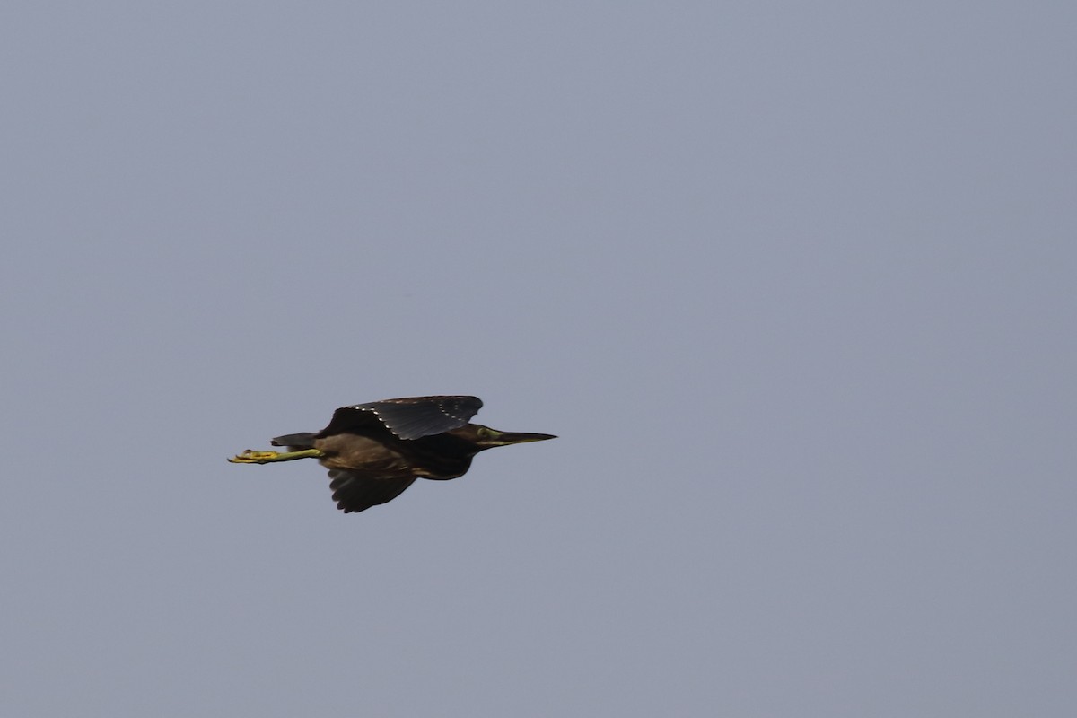 Black Bittern - ML643288111