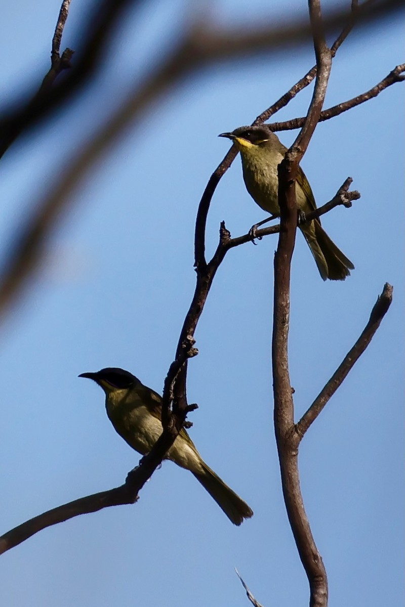 Purple-gaped Honeyeater - ML643288118
