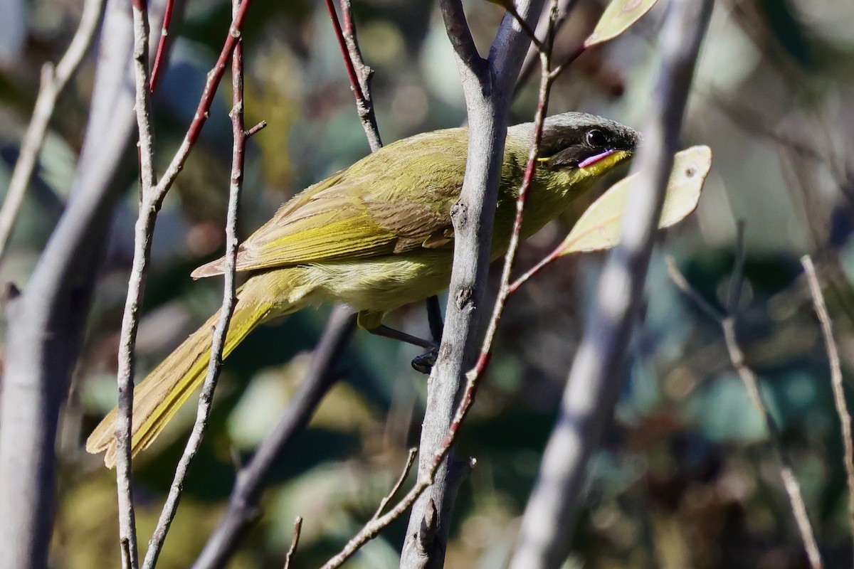 Purple-gaped Honeyeater - ML643288119