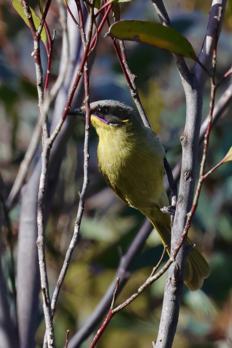 Purple-gaped Honeyeater - ML643288120