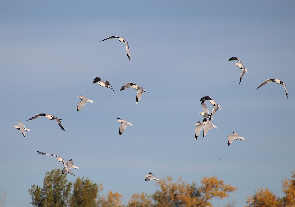 Ring-billed Gull - ML643288143