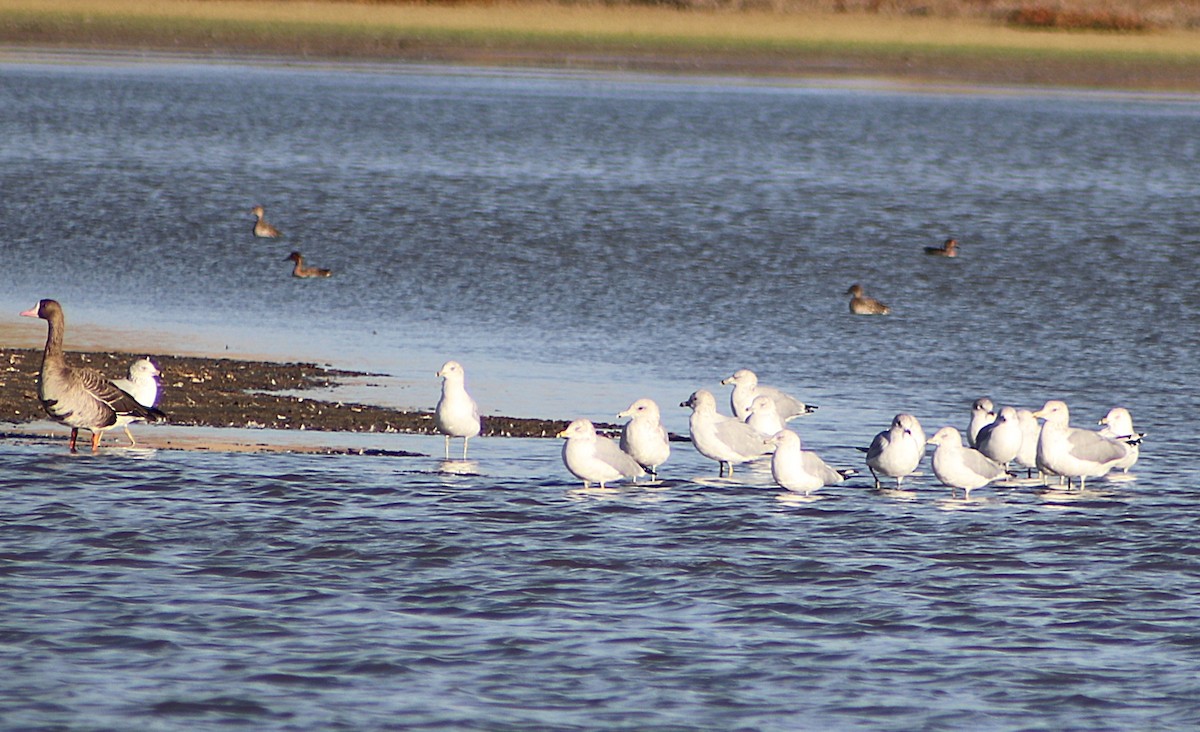 Ring-billed Gull - ML643288160
