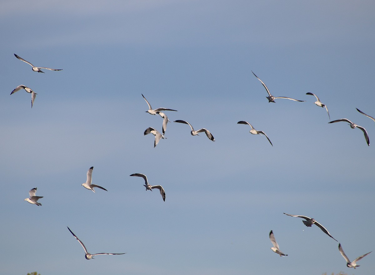Ring-billed Gull - ML643288161