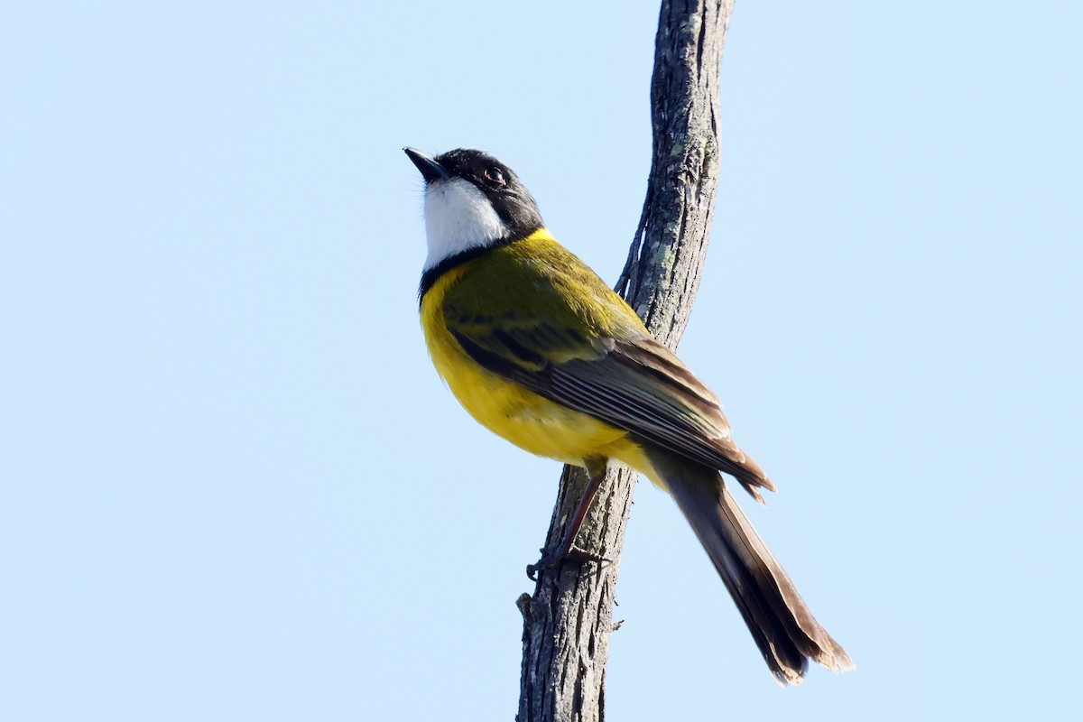 Golden Whistler (Western) - ML643288163