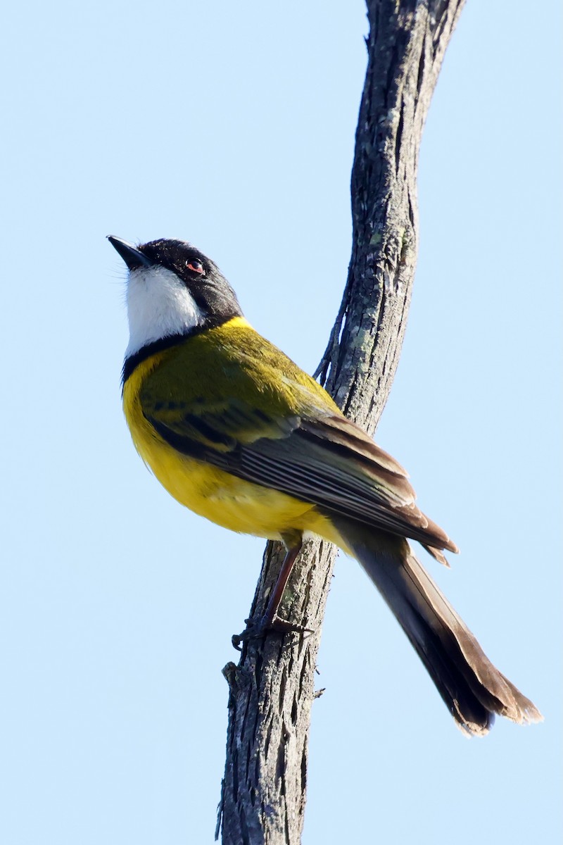 Golden Whistler (Western) - ML643288164