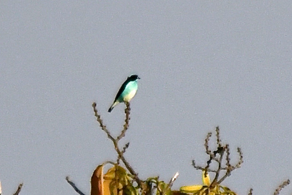 Black-faced Dacnis - ML643288165