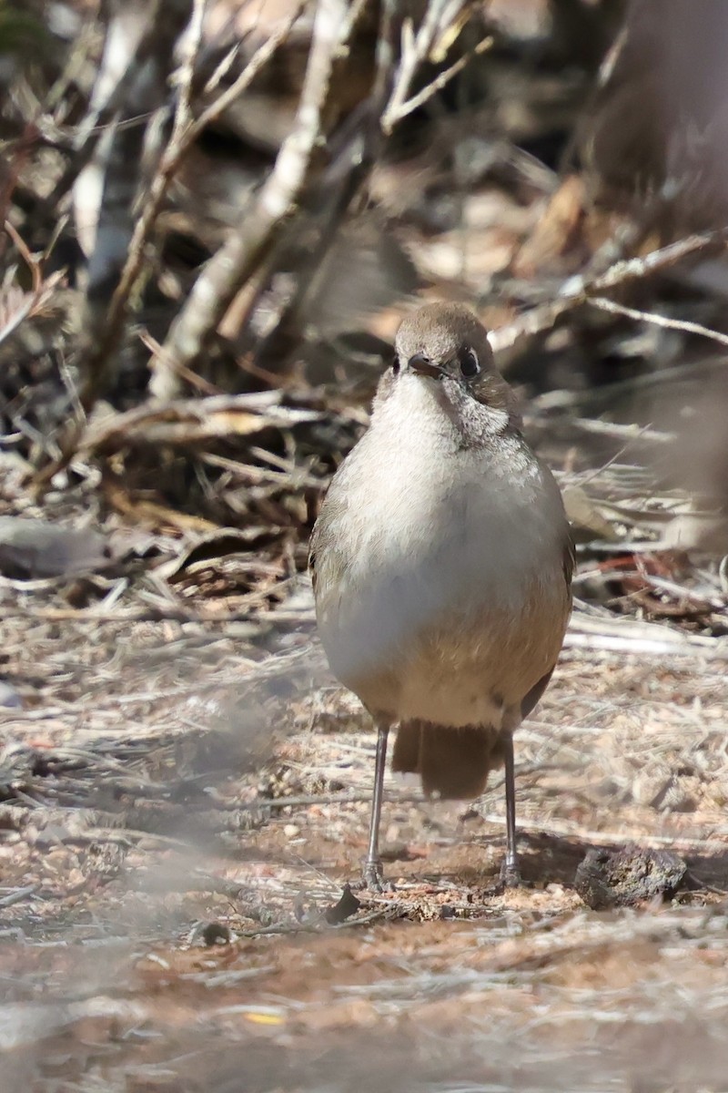 Southern Scrub-Robin - ML643288192