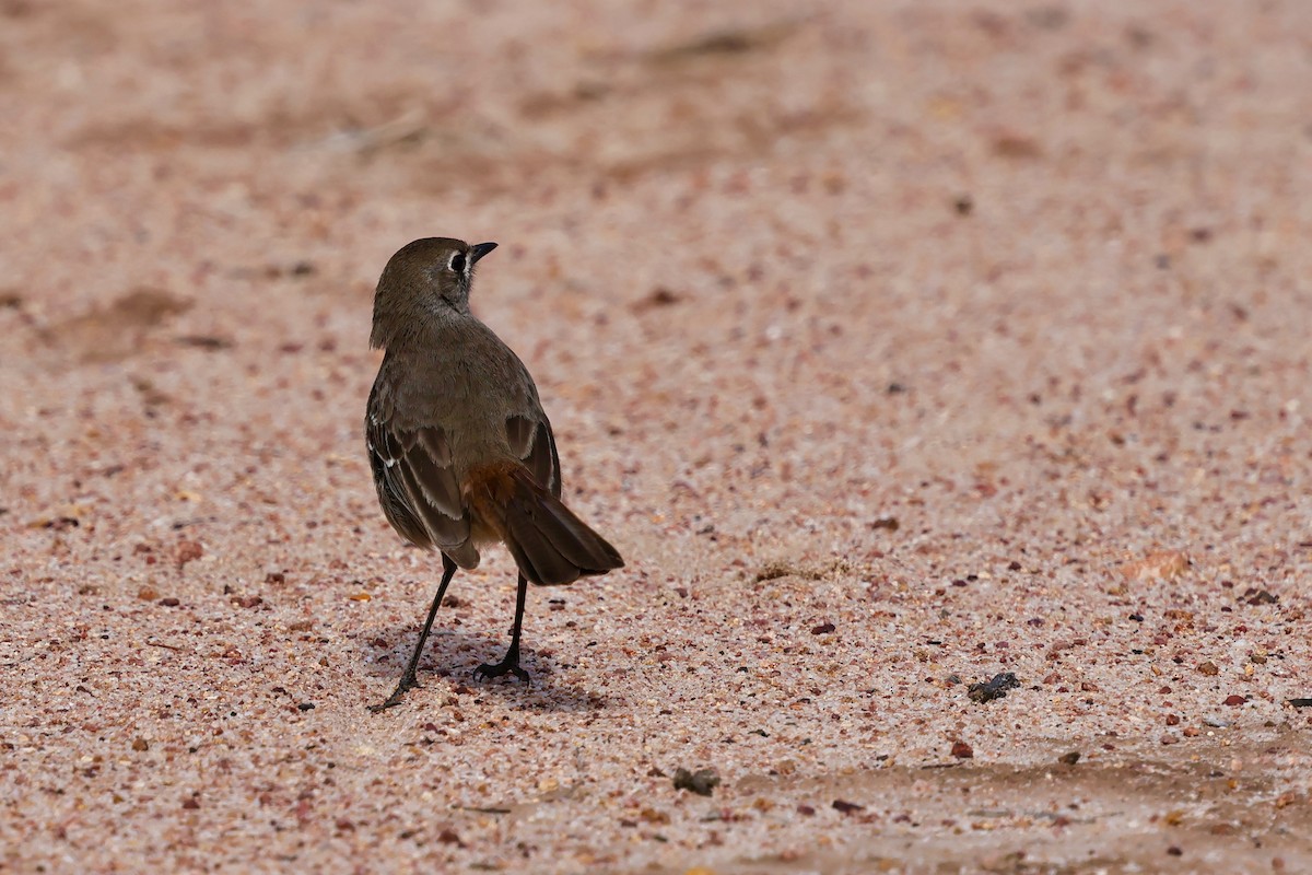 Southern Scrub-Robin - ML643288197