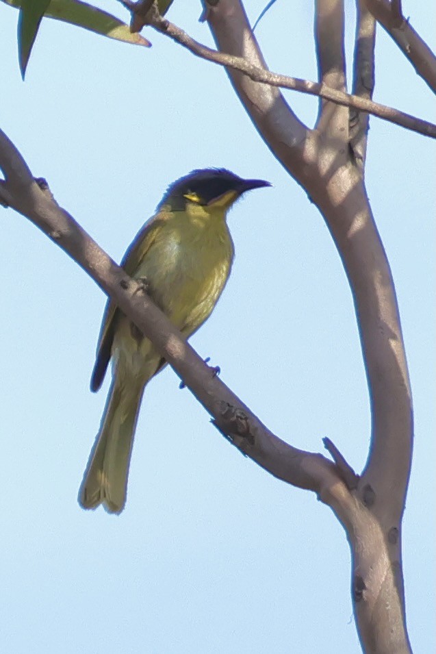 Purple-gaped Honeyeater - ML643288210