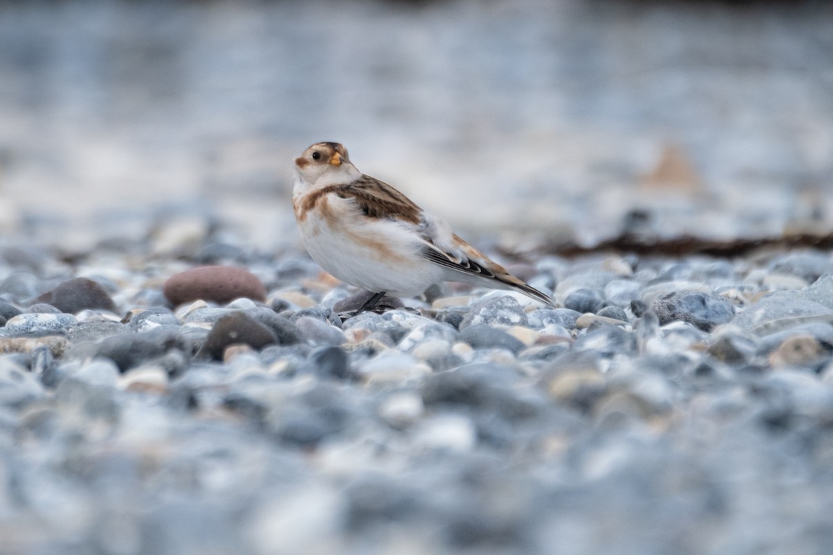 Snow Bunting - ML643288219