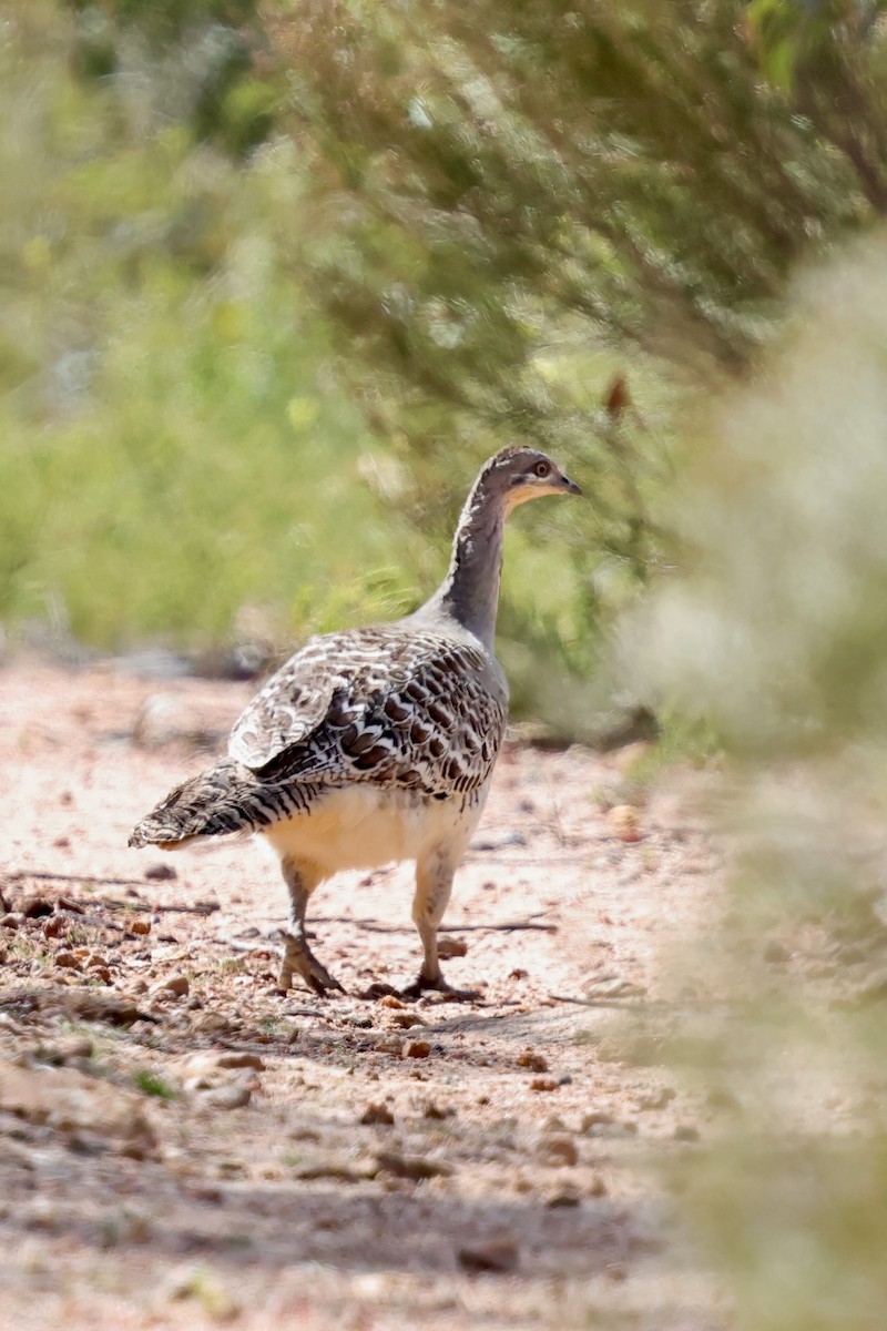 Malleefowl - ML643288232