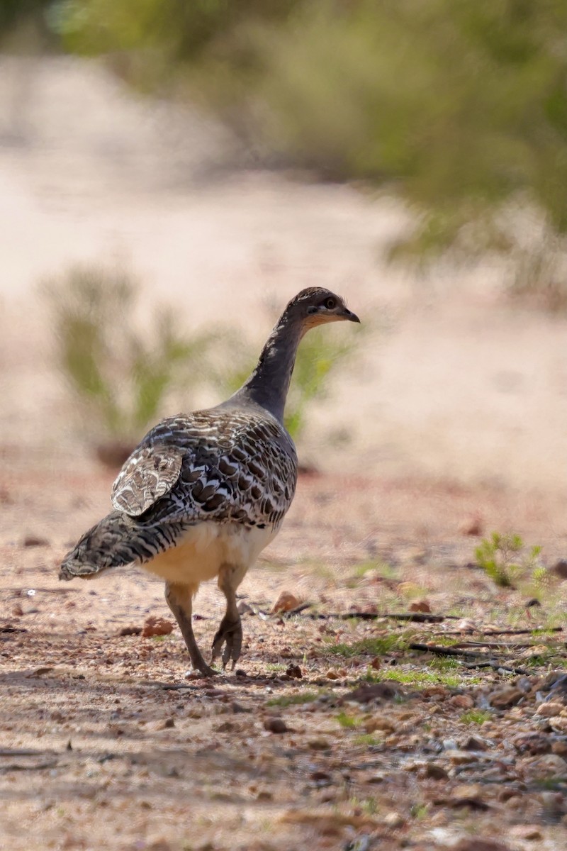 Malleefowl - ML643288233