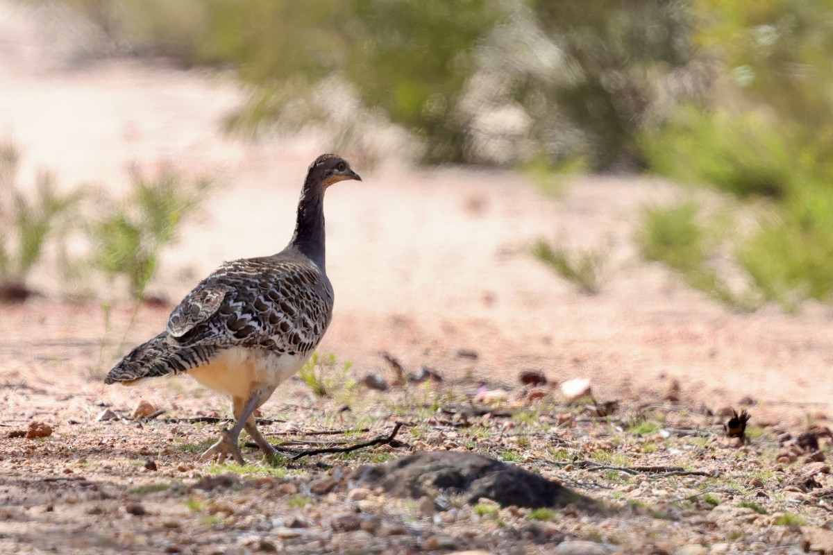 Malleefowl - ML643288234