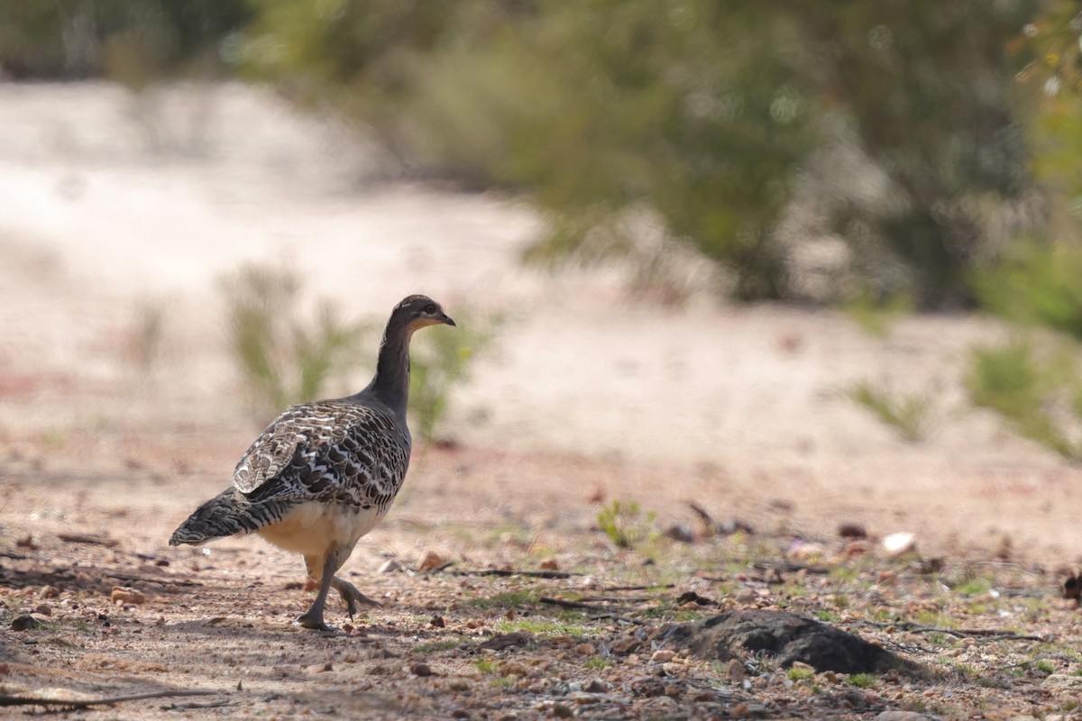 Malleefowl - ML643288235