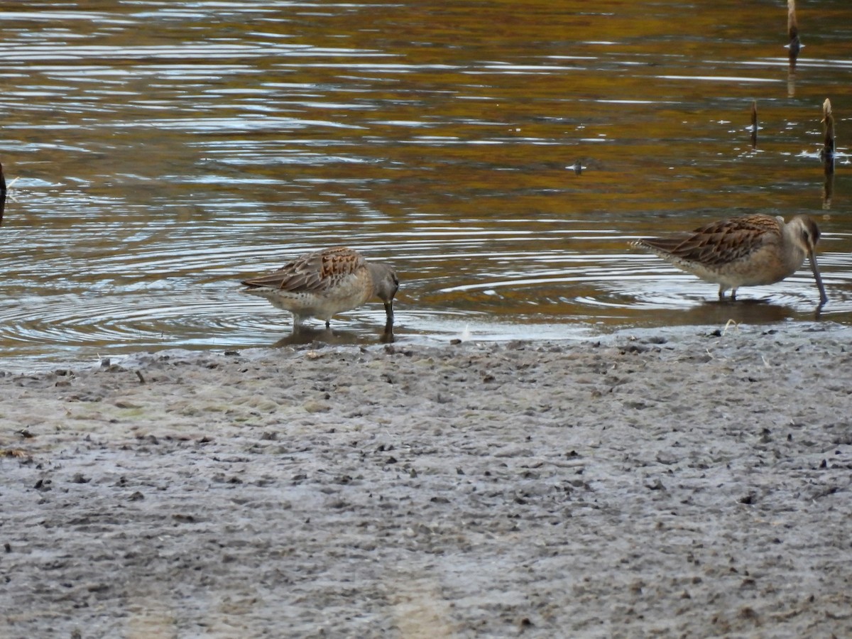 Long-billed Dowitcher - ML643288244