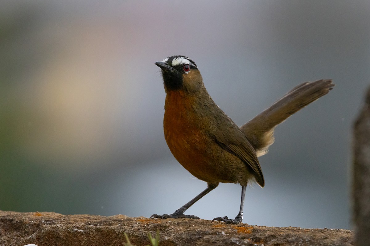 Nilgiri Laughingthrush - ML643288250