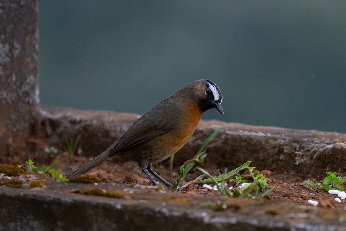Nilgiri Laughingthrush - ML643288251