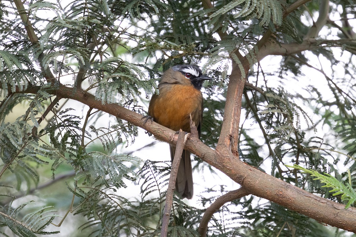Nilgiri Laughingthrush - ML643288252