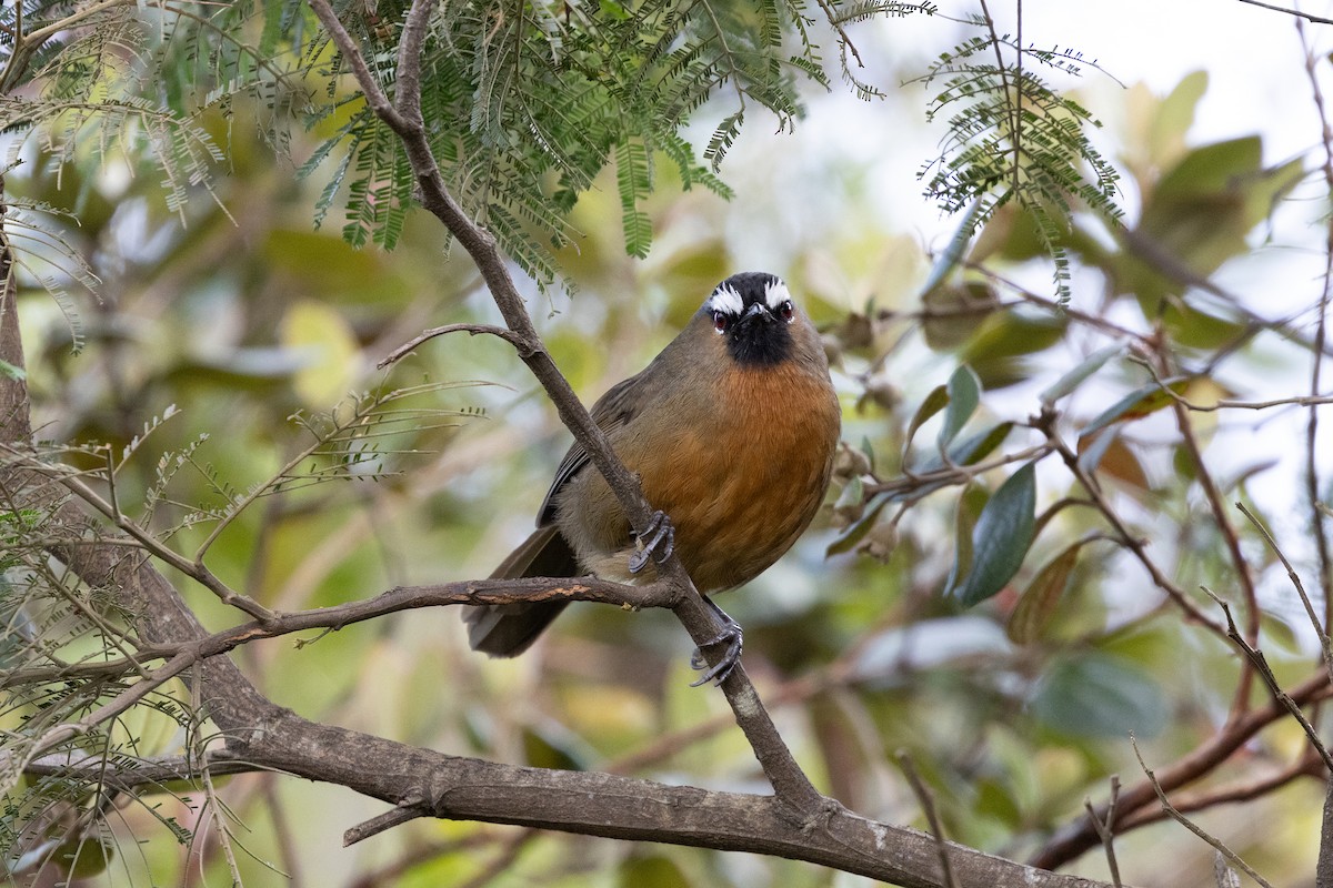 Nilgiri Laughingthrush - ML643288253