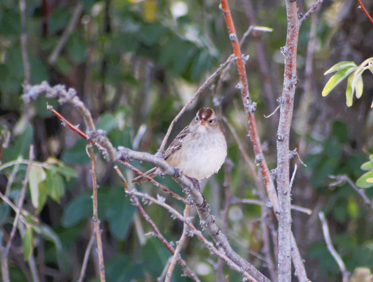 White-crowned Sparrow - ML643288265