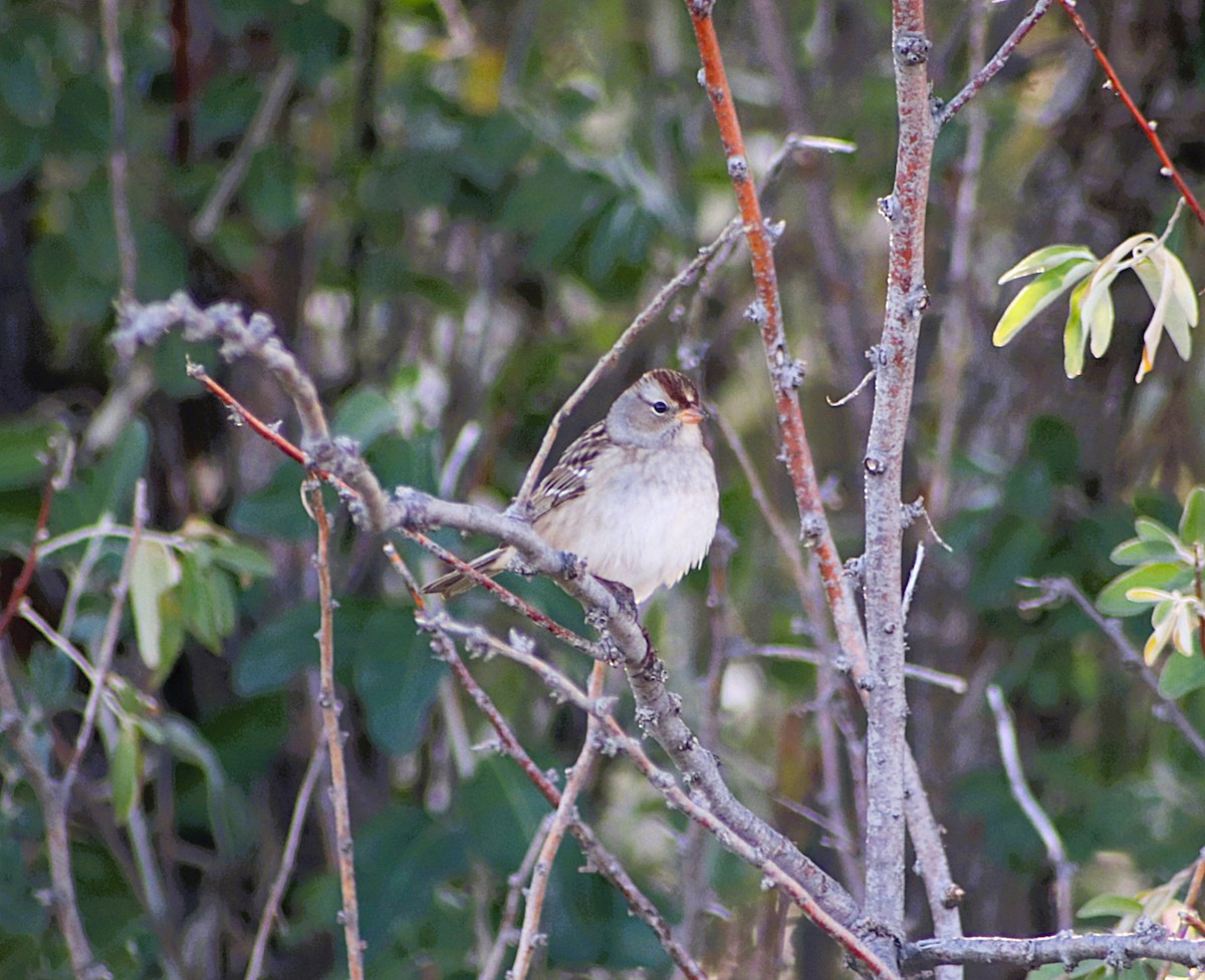 White-crowned Sparrow - ML643288266