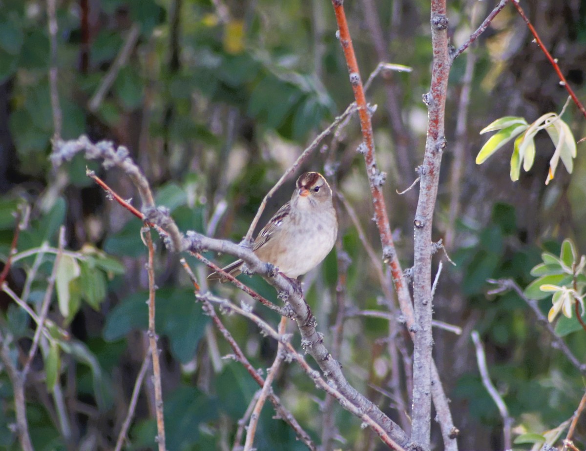 White-crowned Sparrow - ML643288269