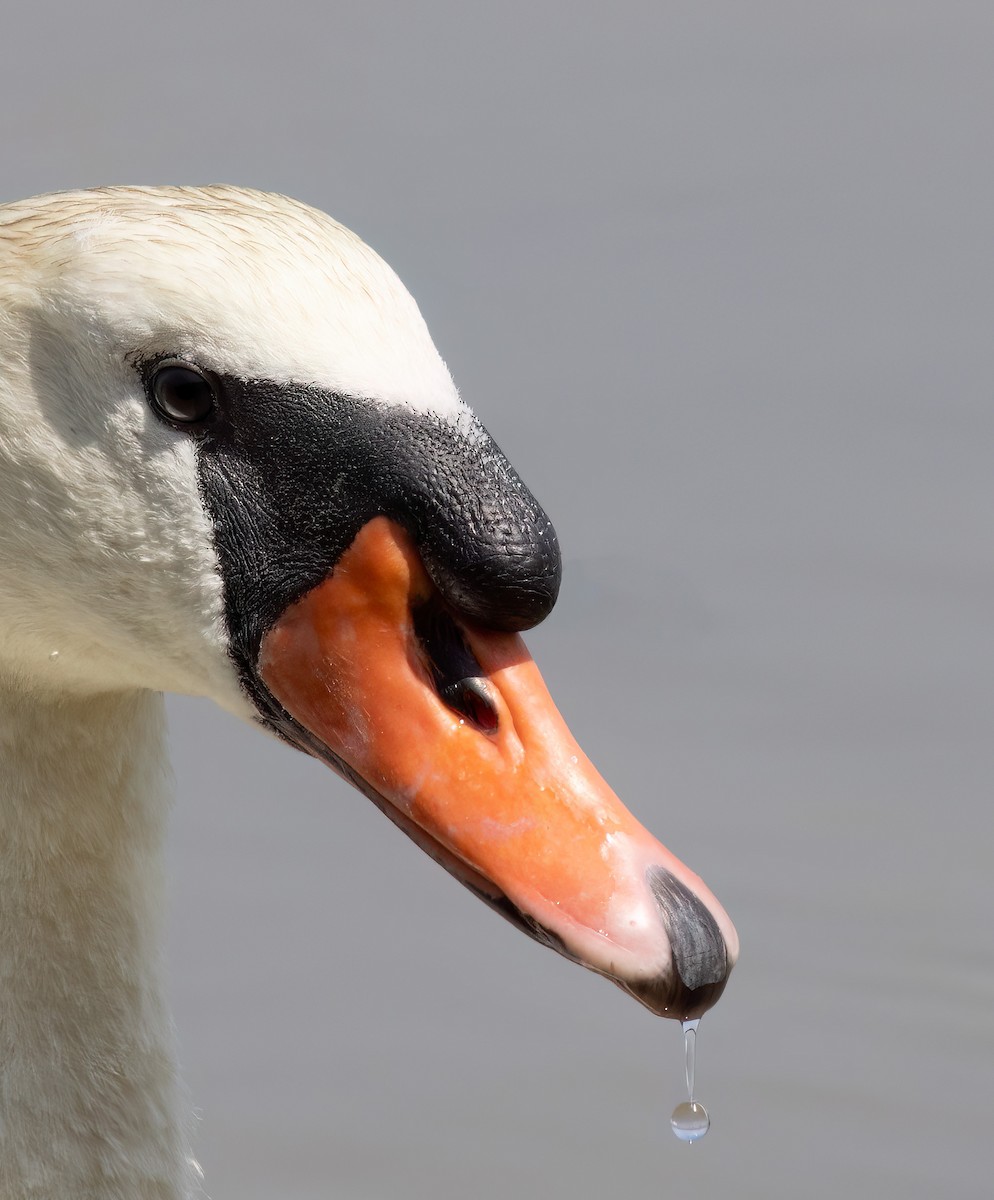 Cygne tuberculé - ML643288273