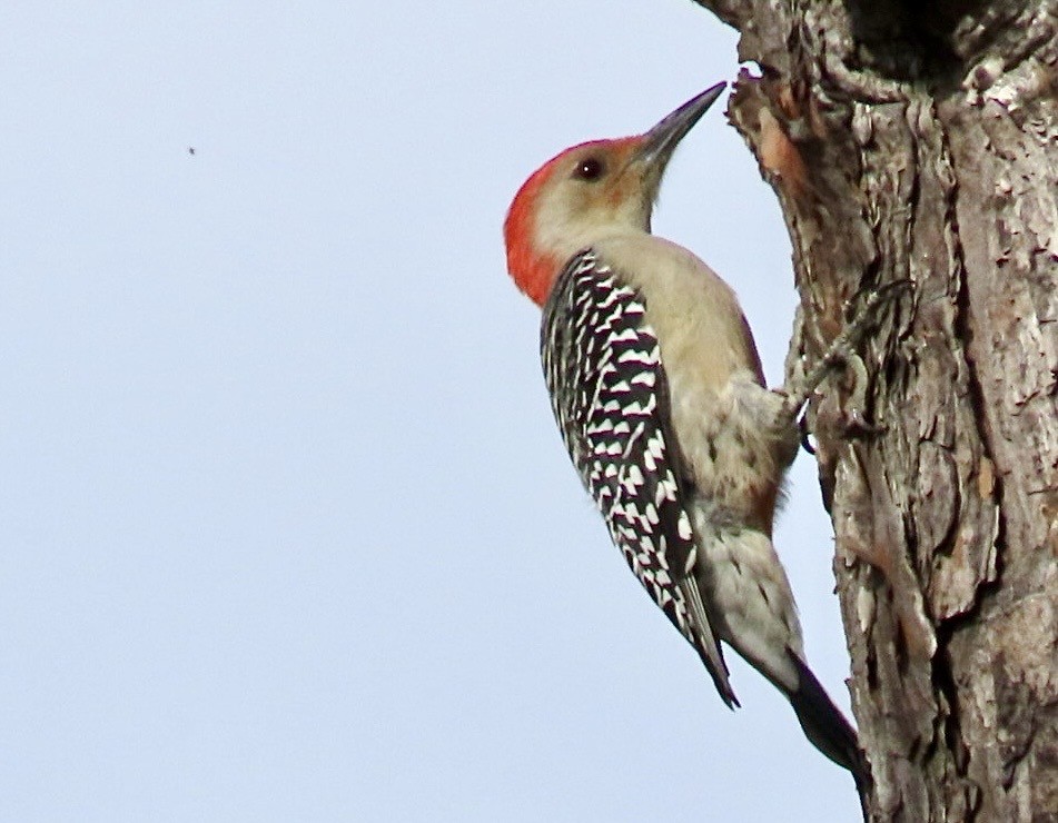 Red-bellied Woodpecker - ML643288277