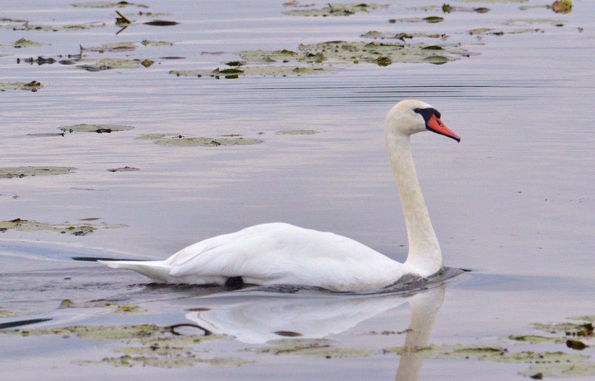 Cygne tuberculé - ML643288278