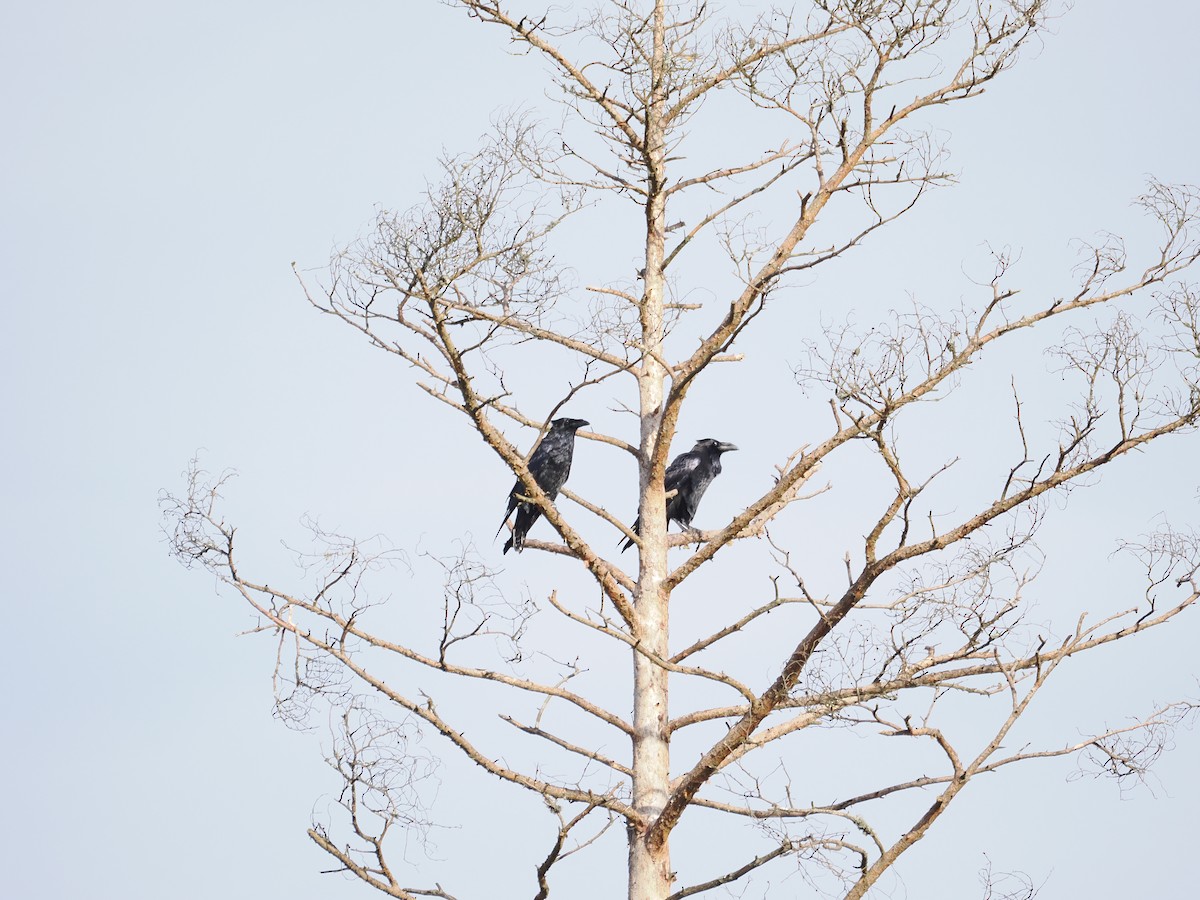 Common Raven - ML643288280