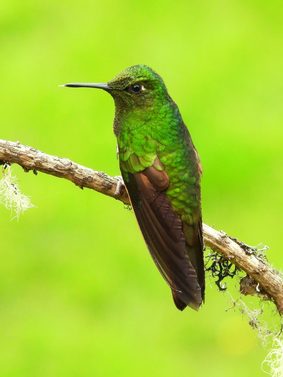 Buff-tailed Coronet - ML643288282