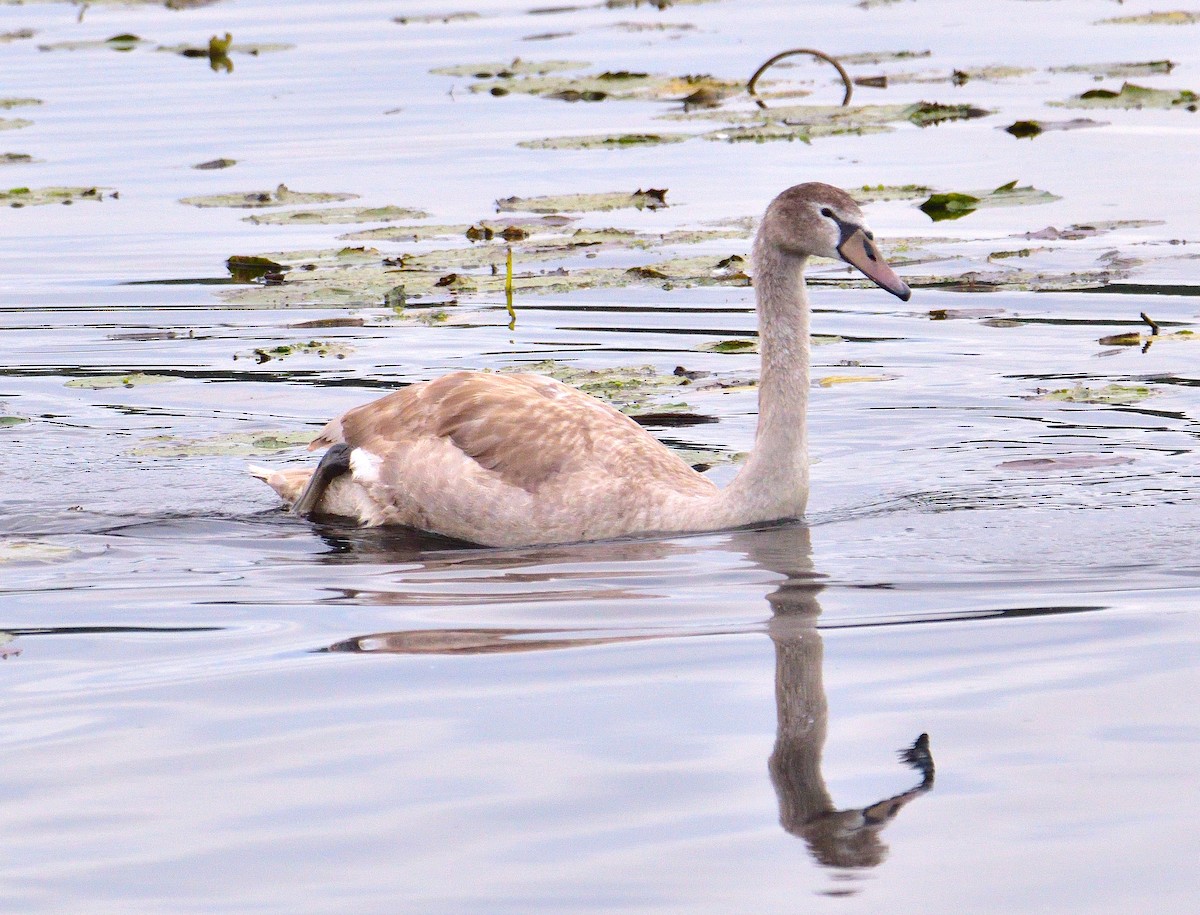 Cygne tuberculé - ML643288283