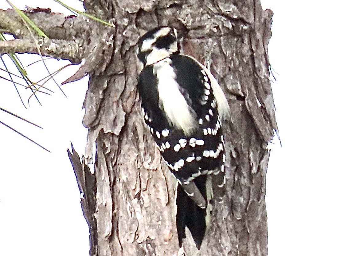 Downy Woodpecker - ML643288284