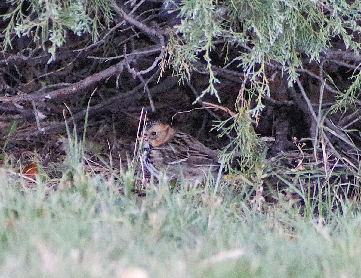 Harris's Sparrow - ML643288285