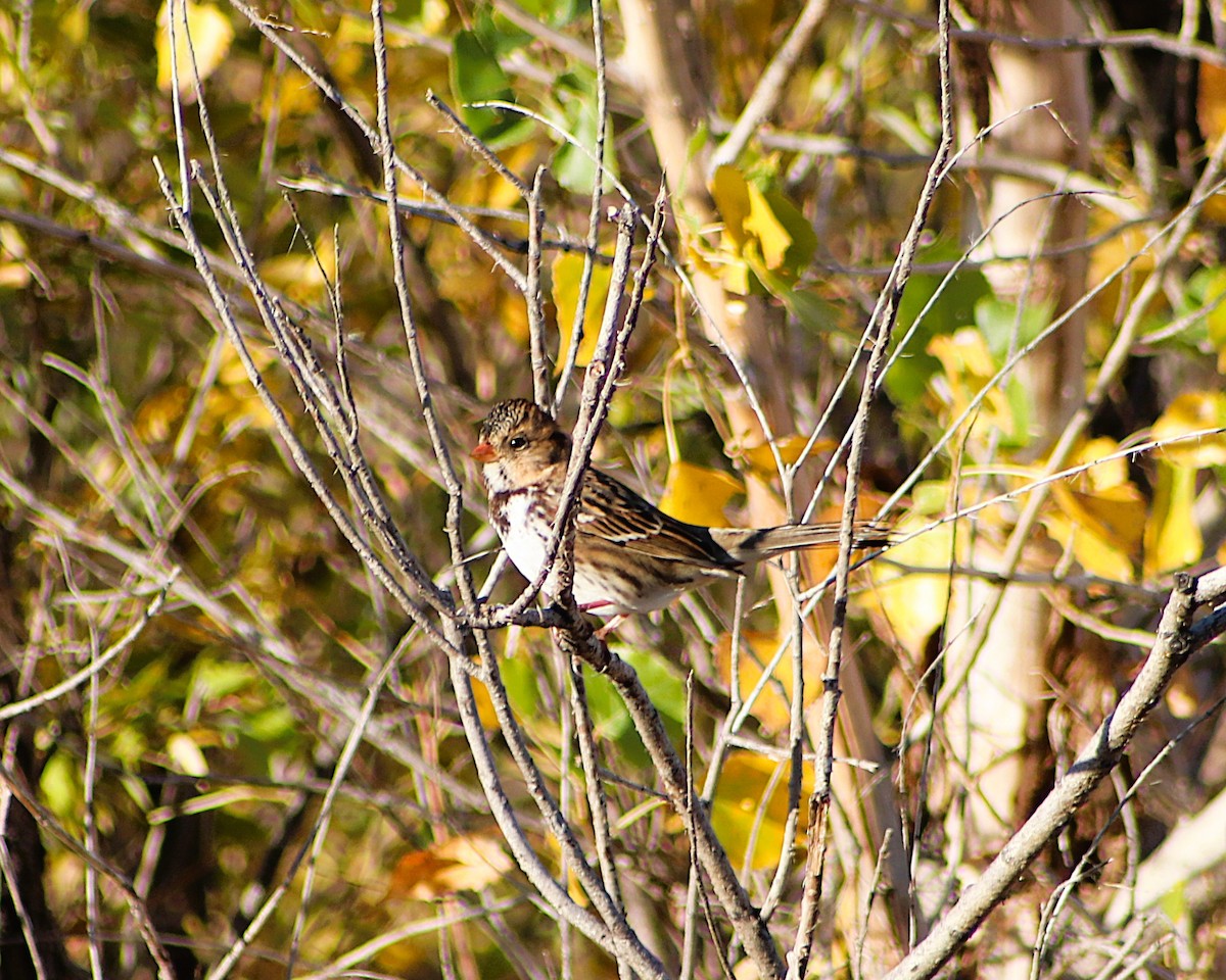 Harris's Sparrow - ML643288290